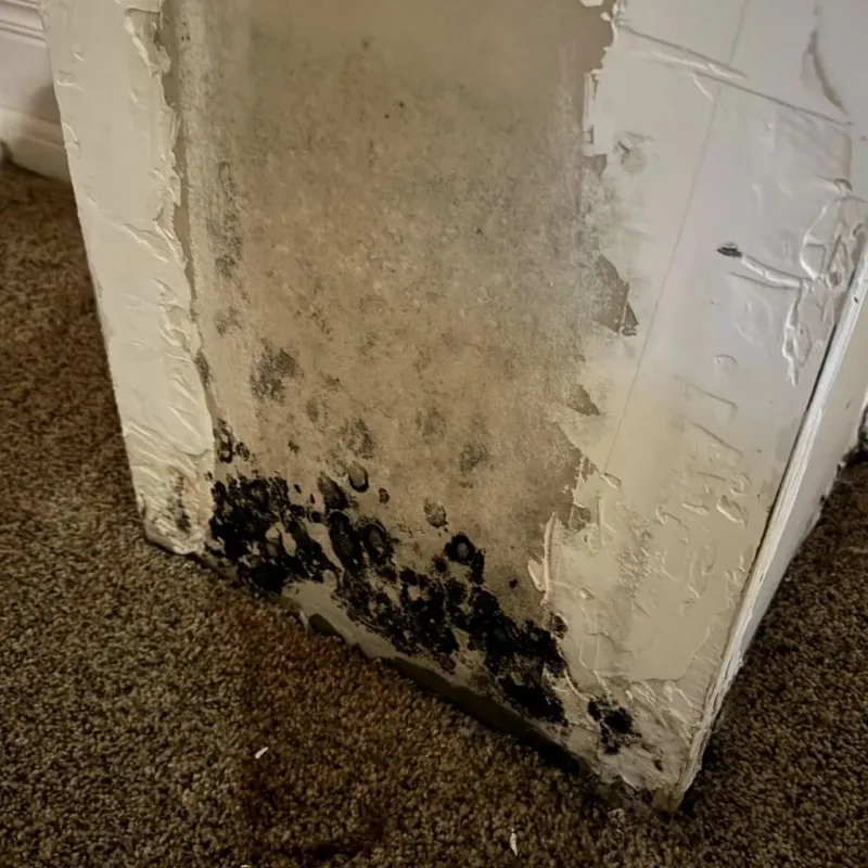 Professional Mold Removal in Berkeley County, WV